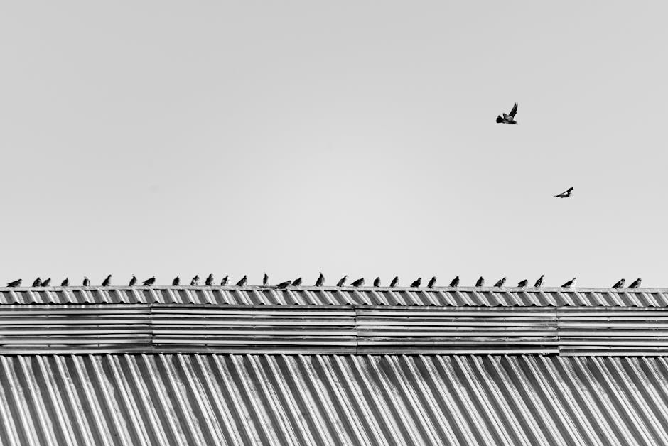 Birds aligned on a roof representing strategic guidance